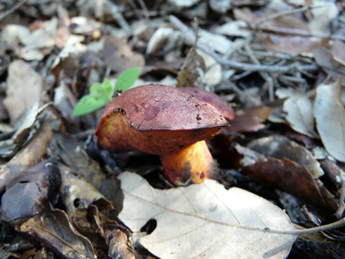 Classificazione di un boleto